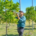 researcher inspecting jackfruit tree