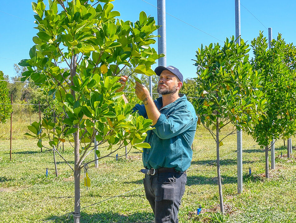 researcher inspecting jackfruit tree