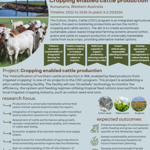 Cotton, Grains Cattle program: Intensification of northern cattle production in WA, enabled by feed products from irrigated cropping