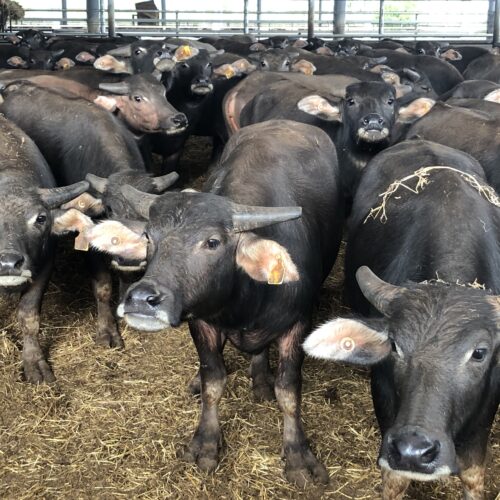 Ensuring best practice in the free range Buffalo supply chain