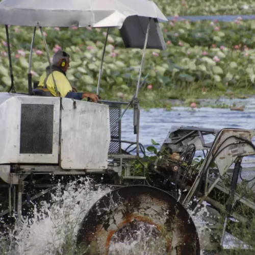 Video: Making Water Work program – hyacinth harvest and processing