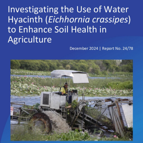 Investigating the Use of Water Hyacinth to Enhance Soil Health in Agriculture
