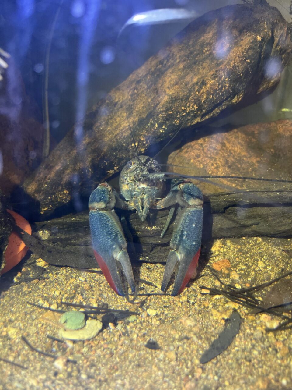 Redclaw crayfish