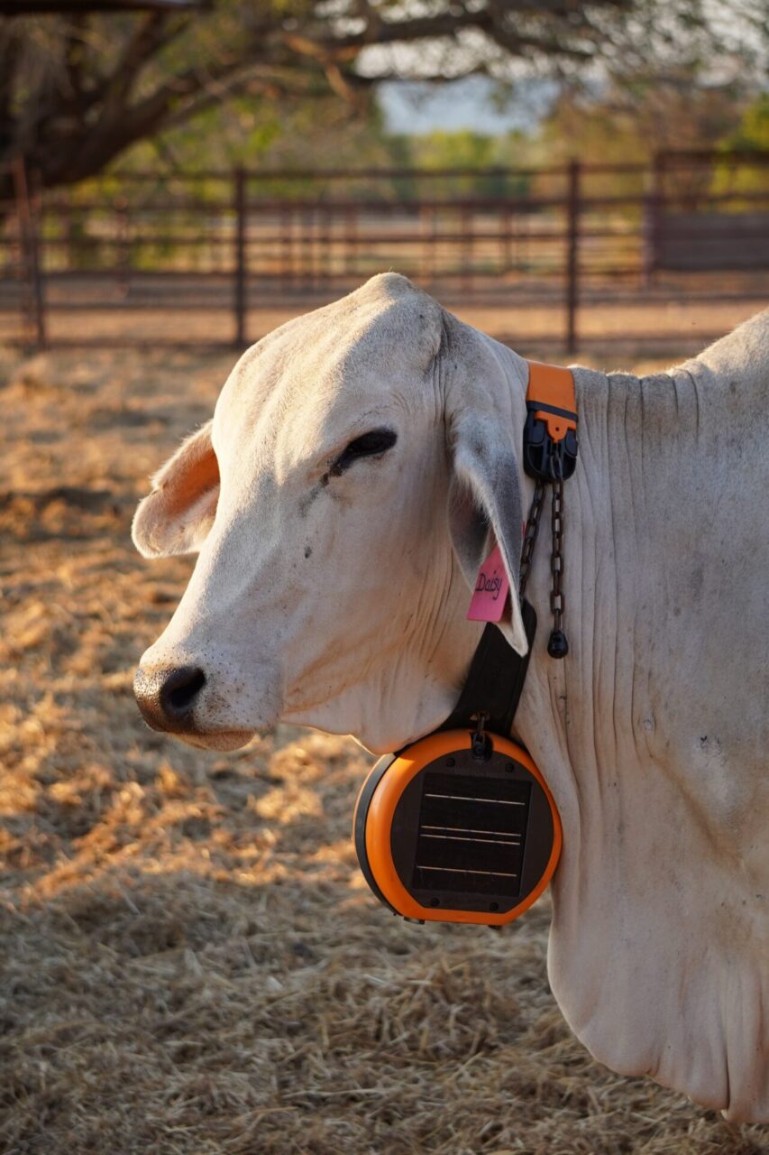 cow with a virtual fencing collar